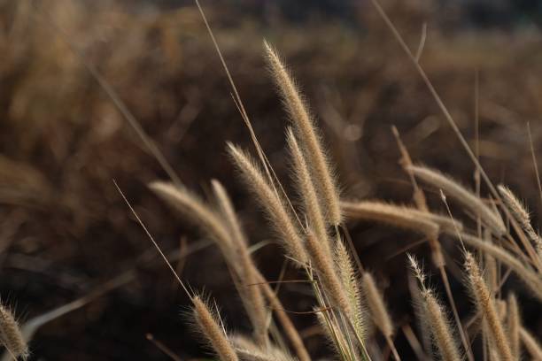 istock Grass flower in dry winter 894957852