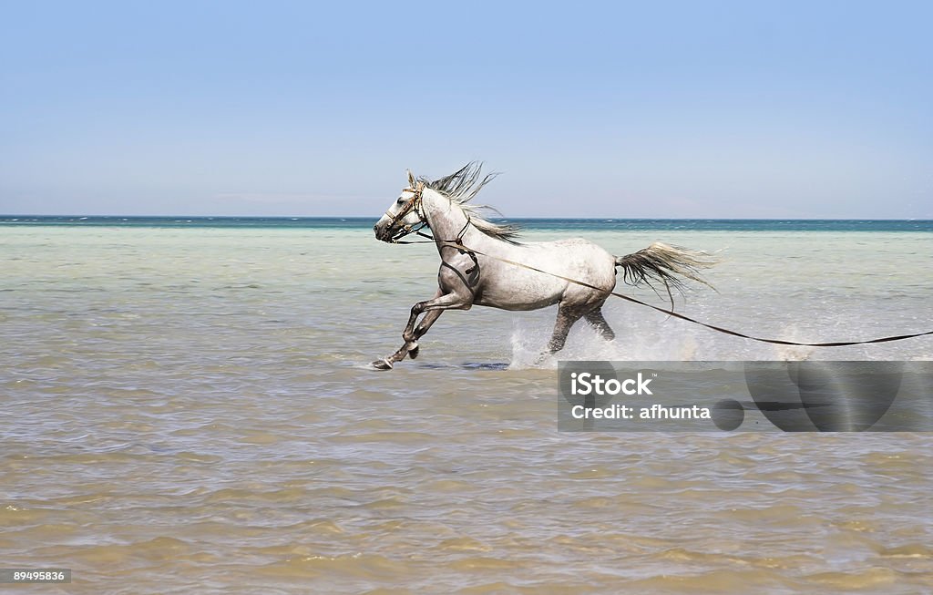 Bagno di cavallo - Foto stock royalty-free di Arabia