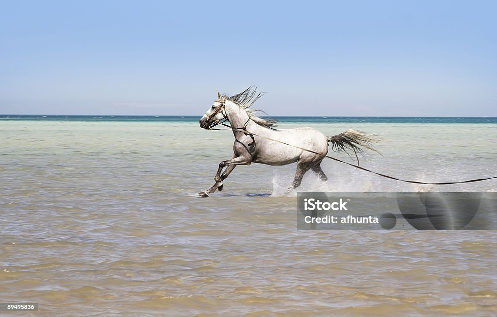Banho de um cavalo - Foto de stock de Arábia royalty-free