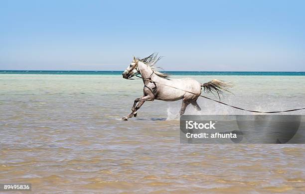 Foto de Banho De Um Cavalo e mais fotos de stock de Arábia - Arábia, Cavalo - Família do cavalo, Praia