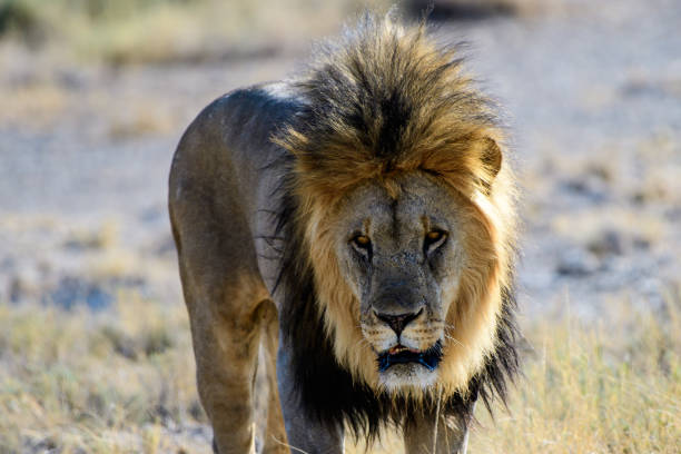 istock headshot of a male lion 894959324