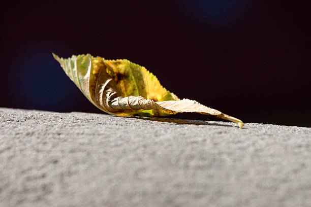 Leaf stock photo