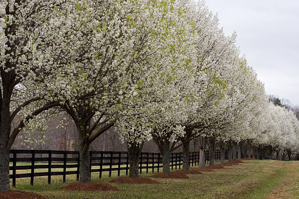 Bradford Pear Trees in Bloom stock photo