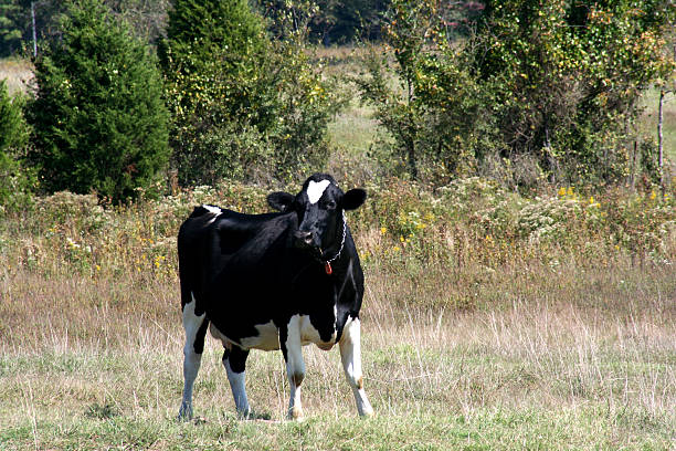 a de lait - got milk photos et images de collection