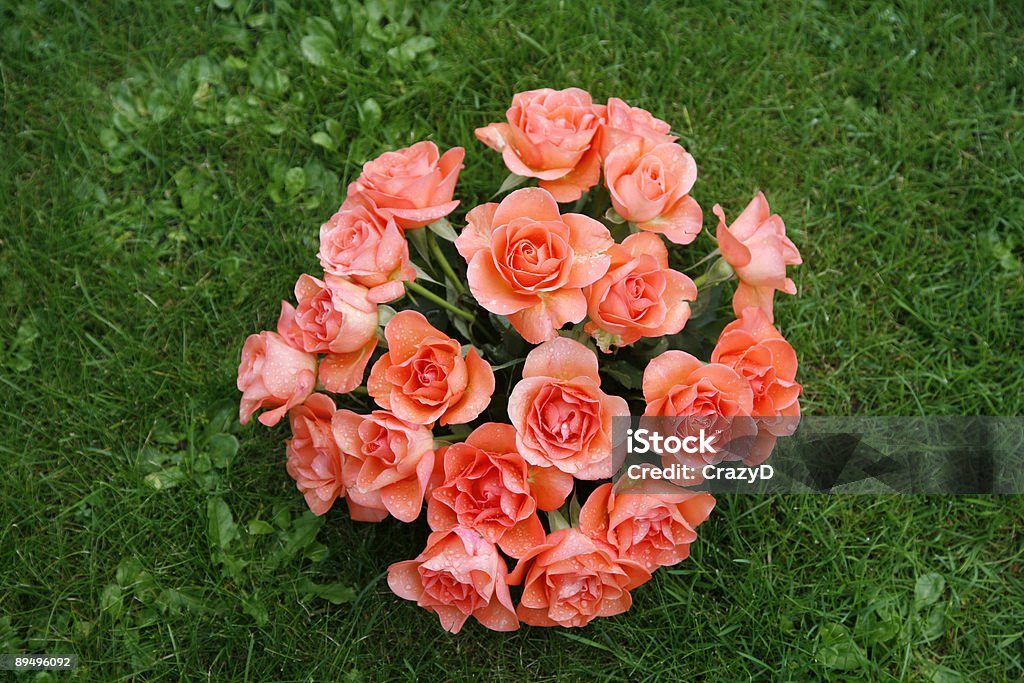 Różowych róż - Zbiór zdjęć royalty-free (Bez ludzi)