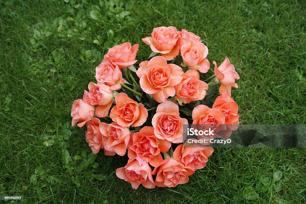 Rosas cor-de-rosa - Foto de stock de Amor royalty-free