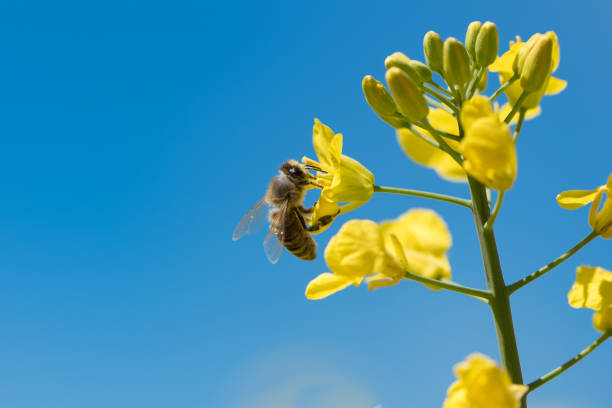 istock Bee collects honey - rape blossom in spring 894961526