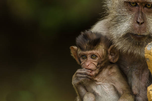 Chimp Being Rude 70+ Rude Chimpanzee Stock Photos, Pictures & Royalty-Free Images - iStock