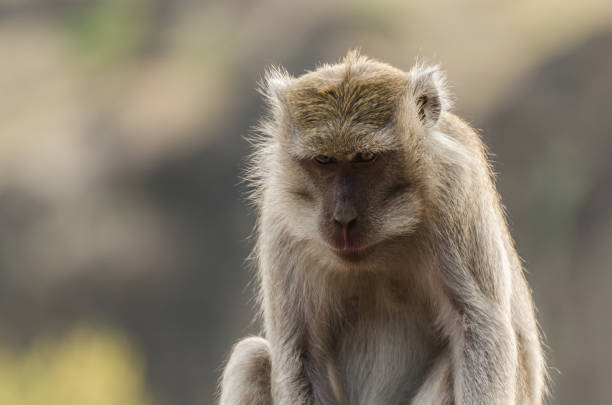 Chimp Being Rude 70+ Rude Chimpanzee Stock Photos, Pictures & Royalty-Free Images - iStock