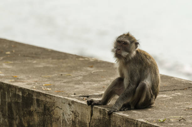 Chimp Being Rude 70+ Rude Chimpanzee Stock Photos, Pictures & Royalty-Free Images - iStock