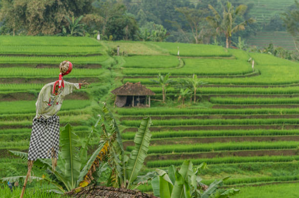 istock cottage and scarecrow in rice fields 894961934