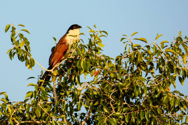 istock Coucal in the top of a bush 894962128