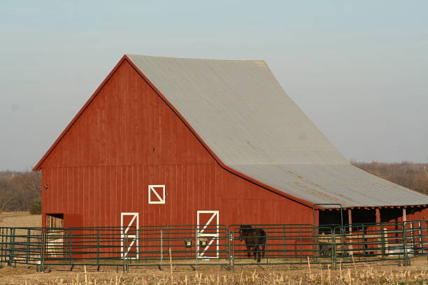 barn and horse stock photo