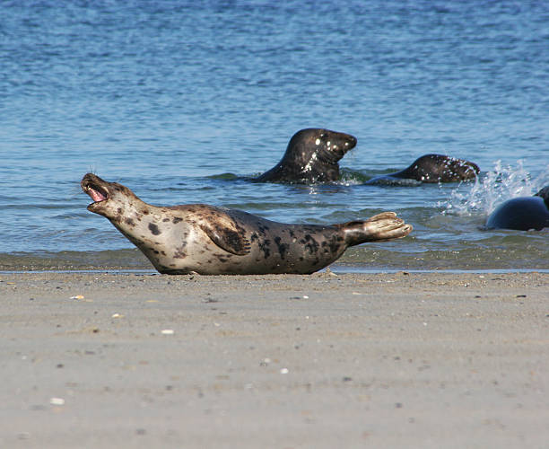 kegelrobben a. strand von helgoland düne - mehrere tiere fotografías e imágenes de stock