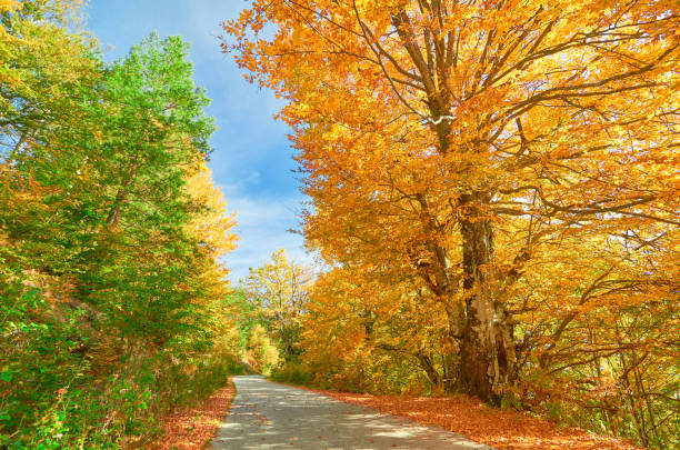 istock Let's go to the Autumn Paradise! 894965752