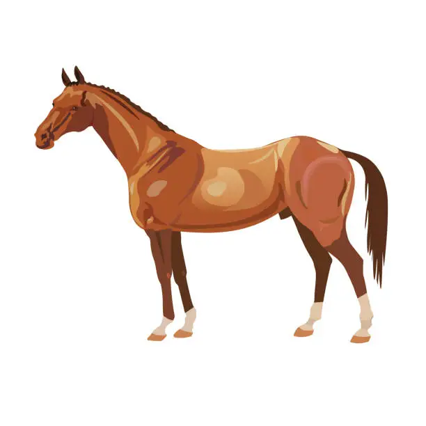 Vector illustration of Bay arabian mustang stallion