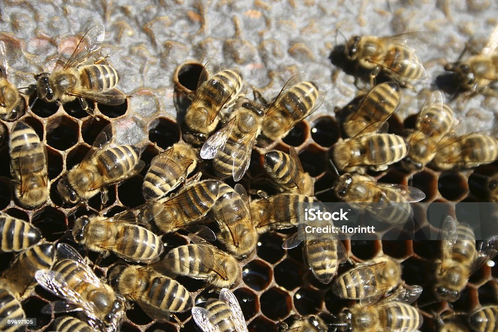 꿀벌 - 로열티 프리 2차 도형 스톡 사진