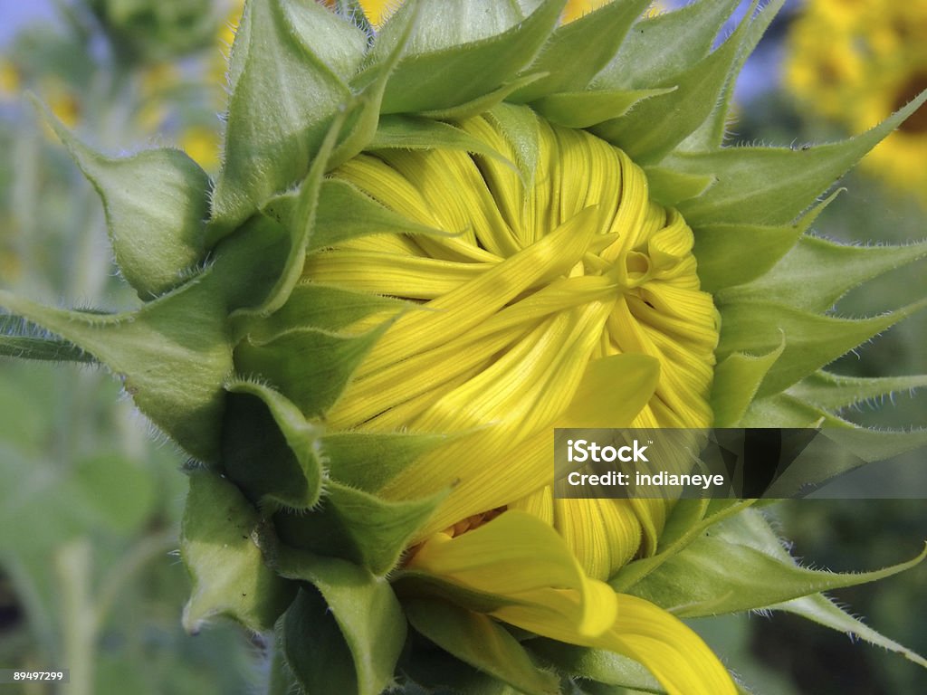 Cerrado de girasol - Foto de stock de Agricultura libre de derechos