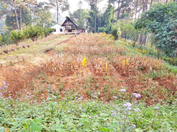 a colheita de açafrão - aggriculture - fotografias e filmes do acervo