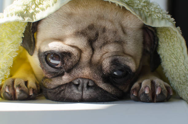 black pug puppy dog in the street