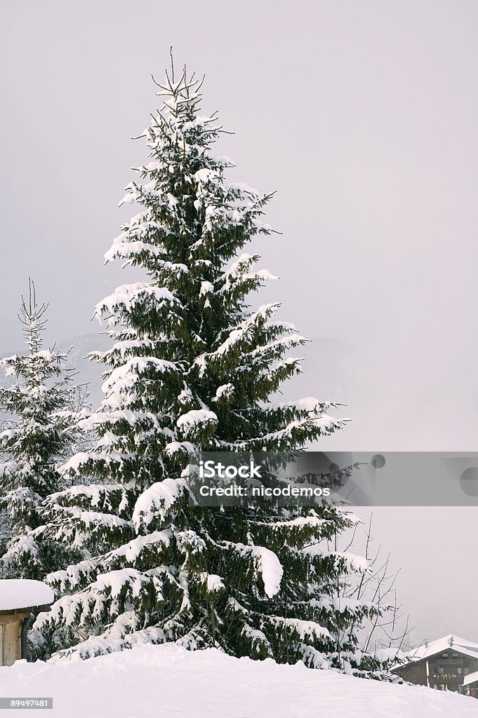 Lonely Pinetrees скрытой в снегу. - Стоковые фото Без людей роялти-фри