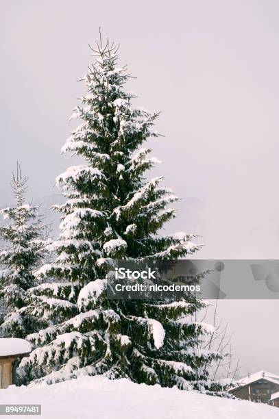 Lonely Pinetrees Скрытой В Снегу — стоковые фотографии и другие картинки Без людей - Без людей, Белый, Вертикальный