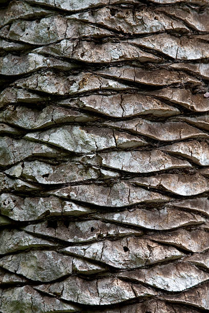 palm tree trunk background stock photo