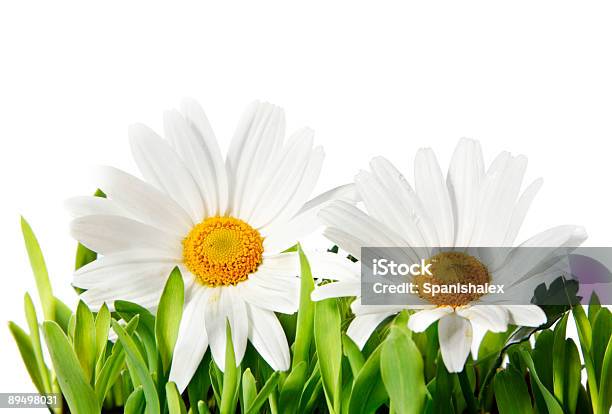Schöne Isoliert Gänseblümchen Stockfoto und mehr Bilder von Blume - Blume, Blumenbeet, Blüte
