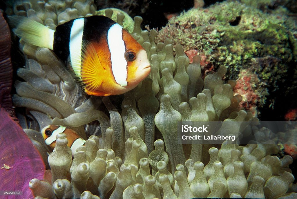 Pesce pagliaccio in anemone - Foto stock royalty-free di Acqua