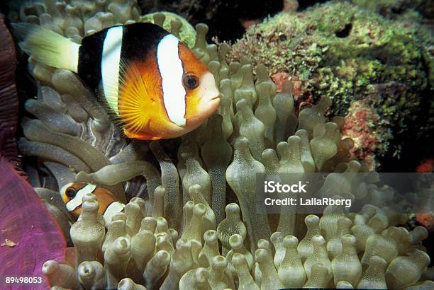 Pesce Pagliaccio In Anemone - Fotografie stock e altre immagini di Acqua - Acqua, Anemone, Anemone di mare