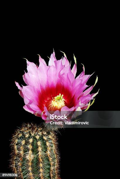 Fiore Di Cactus - Fotografie stock e altre immagini di Cactus - Cactus, Bocciolo, Botanica