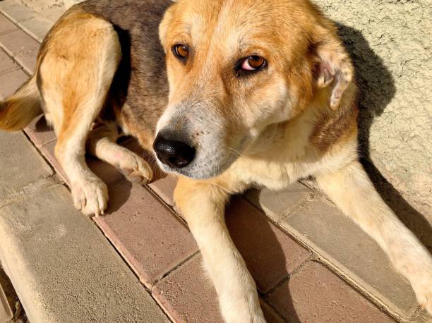 Homeless poor dog on the ground