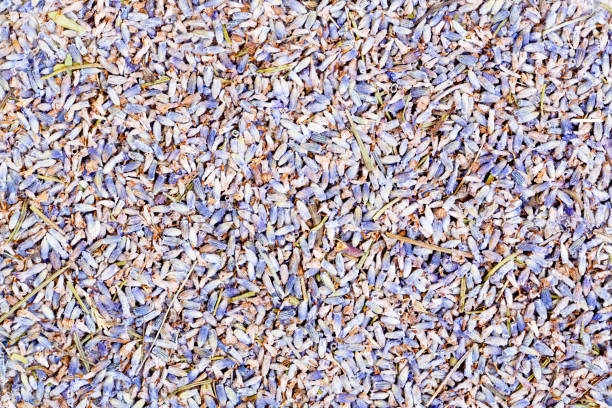 istock Background of dried lavender flowers 894986126