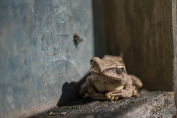 istock The frog is staring at the insect 894986226