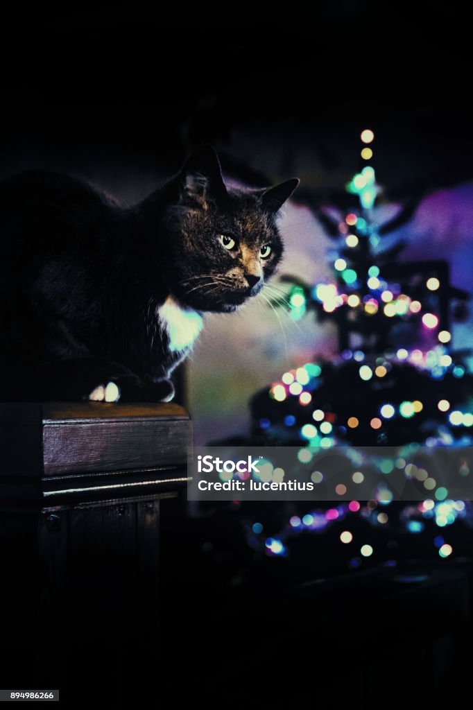 Christmas cat waiting for Santa Cat sitting in a living room at night with the christmas tree lit-up. Animal Stock Photo