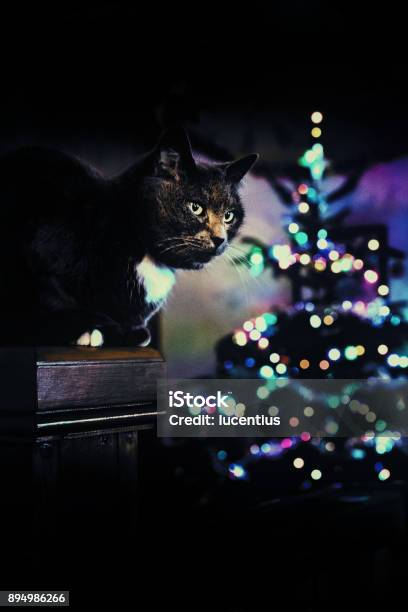 Christmas Cat Waiting For Santa Stock Photo - Download Image Now - Animal, Animal Body Part, Animal Eye