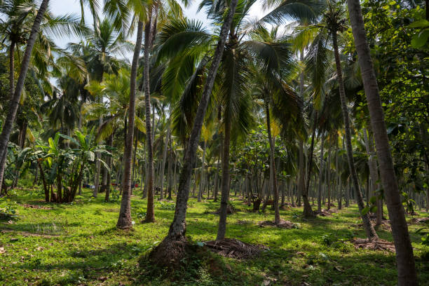 istock Coconut plantation in Asia 894986802