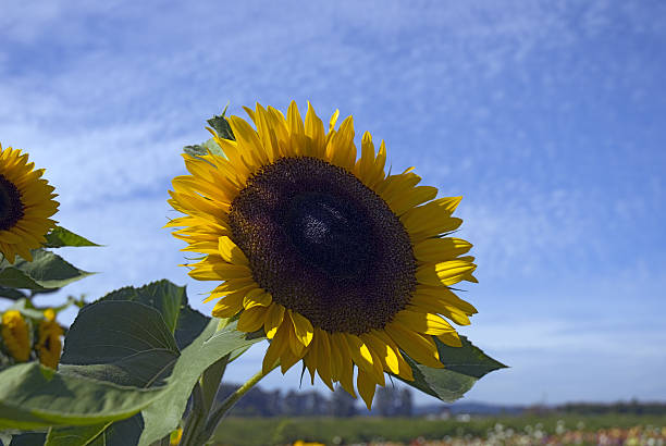 Sonnenblume – Foto