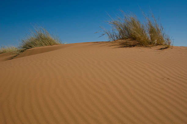 istock on top of the dune 89498822