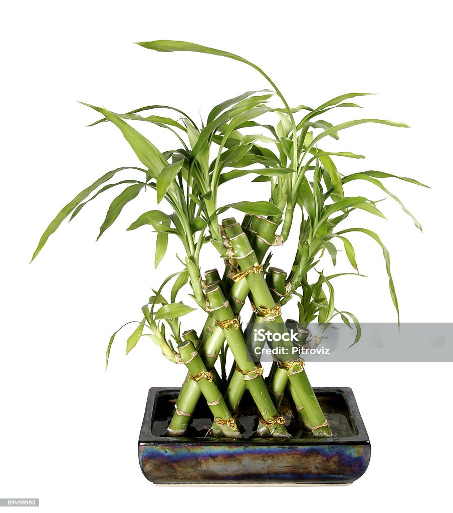 De Bambu - Royalty-free Arbusto Foto de stock