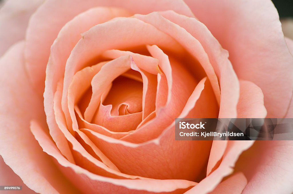 Pesego Rosa Foto de Dentro De Uma Rosa Pêssego e mais fotos de stock de Pêssego ...