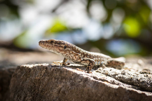 istock Portrait of lizard 894991564