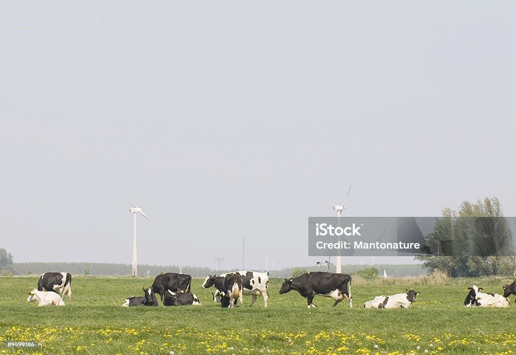 Les vaches, éoliennes & Dandalions dans le paysage de Hollande - Photo de Alimentation électrique libre de droits