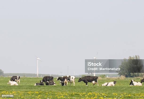 Photo libre de droit de Les Vaches Éoliennes Dandalions Dans Le Paysage De Hollande banque d'images et plus d'images libres de droit de Alimentation électrique