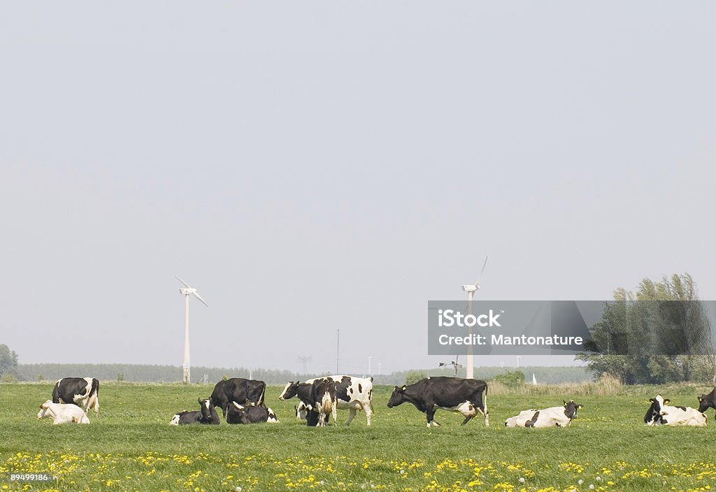 牛、風力発電用タービン&Dandalions 、オランダの風景 - ウシのロイヤリティフリーストックフォト