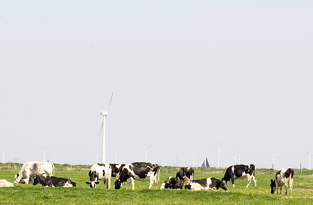 Wind farm and cattles on Huiteng Xile Grassland in Ulanqab, Inner Mongolia, China