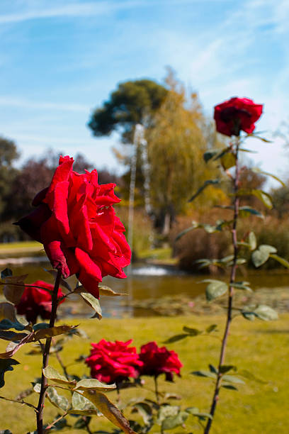 red rose flower stock photo