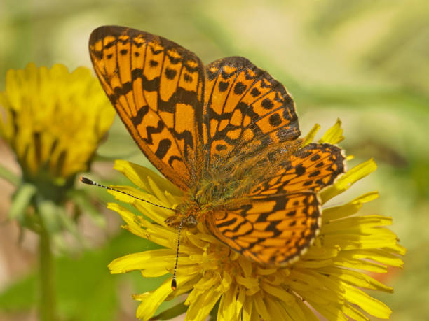 istock monarch butterfly on the spring dandelion flower 89499420