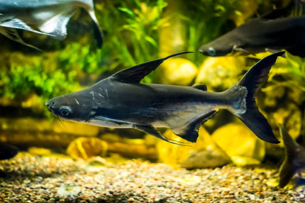 istock Panga fish in aquarium 894994606