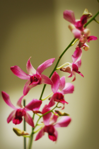 Bloom of purple-pink orchids.